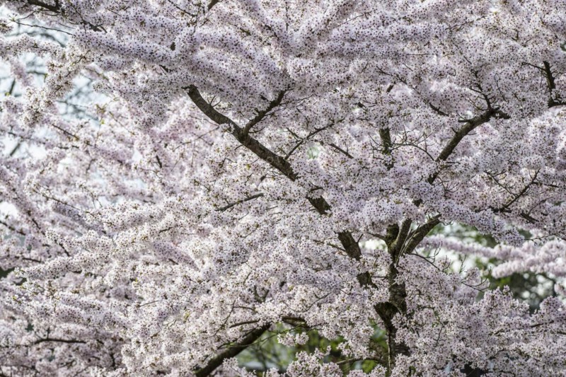 Japanese cherry (Prunus serrulata), Province of Drenthe, Netherlands