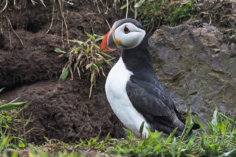 Puffin (Fratercula arctica) Skomer Island, Wales, Great Britain