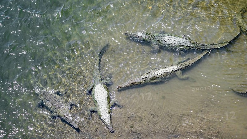 American crocodiles (Crocodylus acutus) swimming in the water, from above, Rio Tarcoles, Carara National Park, Puntarenas Province, Costa Rica, Central America