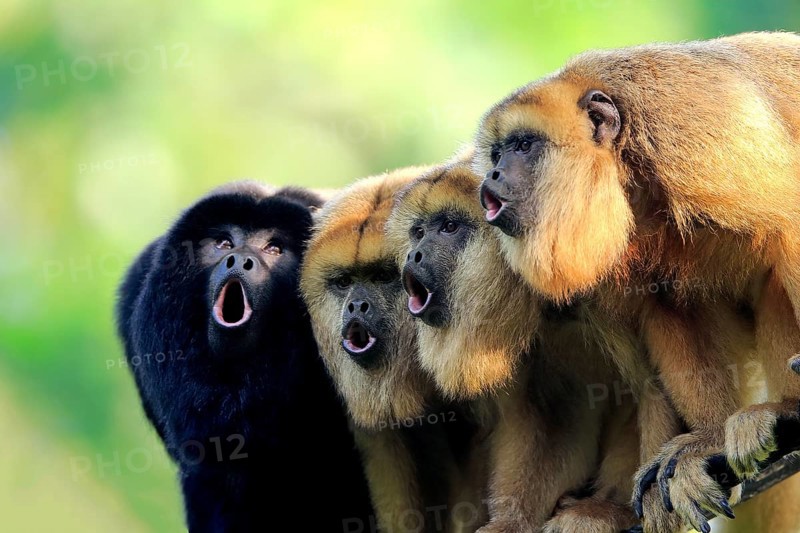 Black howler (Alouatta caraya), one male and three females calling, portrait, male, female, South America