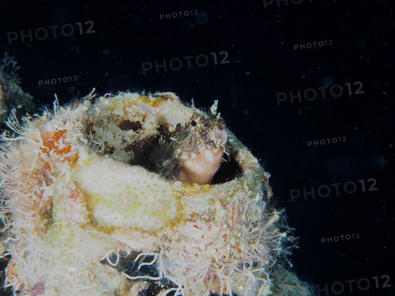 A sabre-toothed blenny (Petroscirtes mitratus) inhabits a plastic canister, marine pollution, dive site House Reef, Mangrove Bay, El Quesir, Red Sea, Egypt, Africa