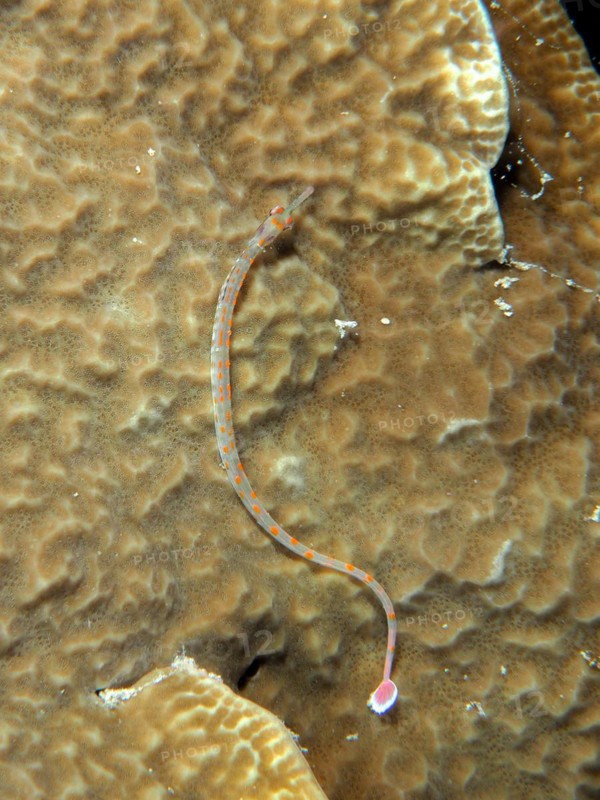 Black-breasted pipefish (Corythoichthys nigripectus) on stony coral. Dive site House Reef, Mangrove Bay, El Quesir, Red Sea, Egypt, Africa