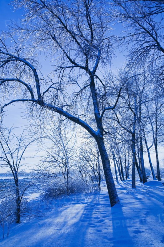 Bare silhouetted deciduous trees covered with ice and snow through blue filter in winter at sunrise, Ile Saint-Jean, Old Terrebonne, Lanaudiere, Quebec, Canada, North America