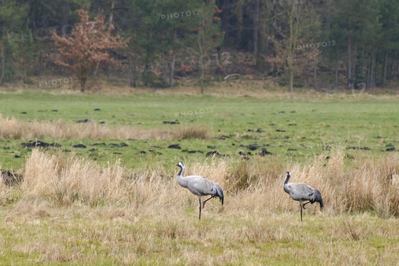 Two cranes (Grus grus) in Teufelsbruch, Waren, Müritz, Heilbad, Müritz National Park, Mecklenburg Lake District, Mecklenburg, Mecklenburg-Western Pomerania, Germany, Europe
