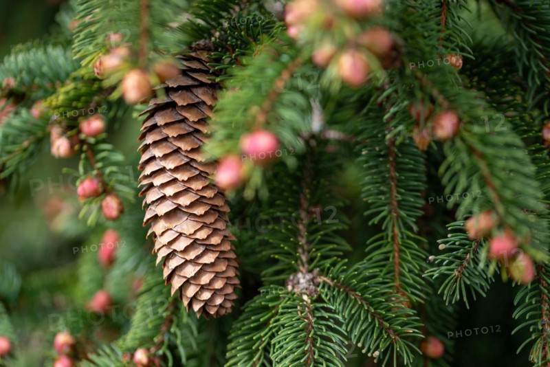 A brown pine cone hanging from a green conifer branch, silver fir, male flowers, Germany, Europe