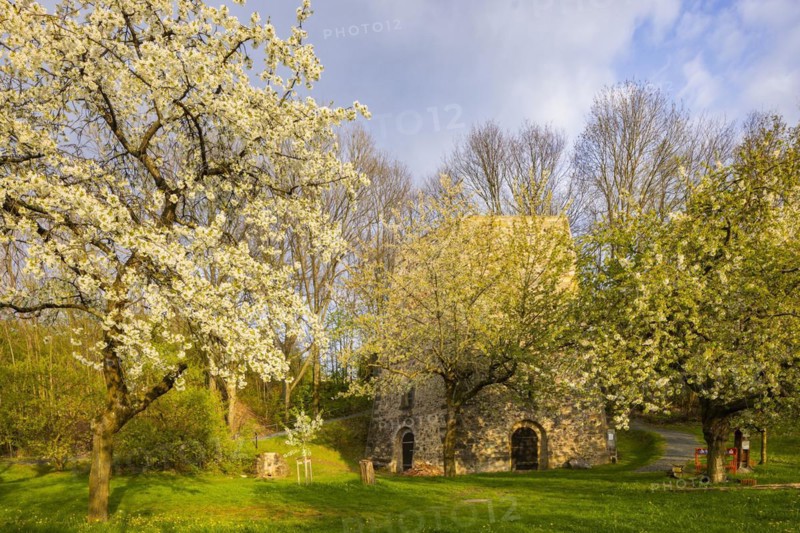 Fruit blossom near Maxen in the Eastern Ore Mountains at the historic lime kiln, Maxen, Saxony, Germany, Europe
