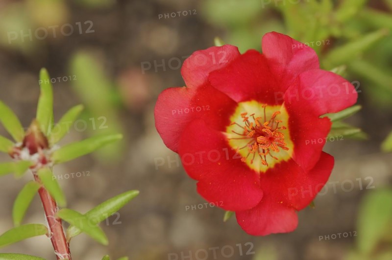 Moss-rose purslane (Portulaca grandiflora), flower, native to South America