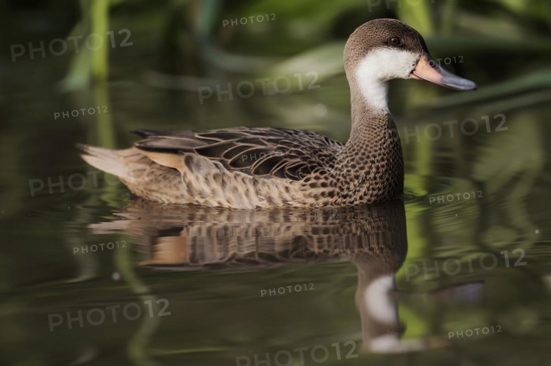 Bahama duck (Anas bahamensis, Paecilonetta bahamensis), captive, occurrence in South America