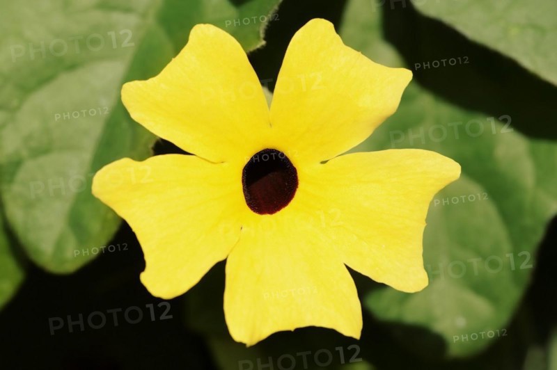 Black-eyed susan vine (Thunbergia alata), flower, ornamental plant, North Rhine-Westphalia, Germany, Europe