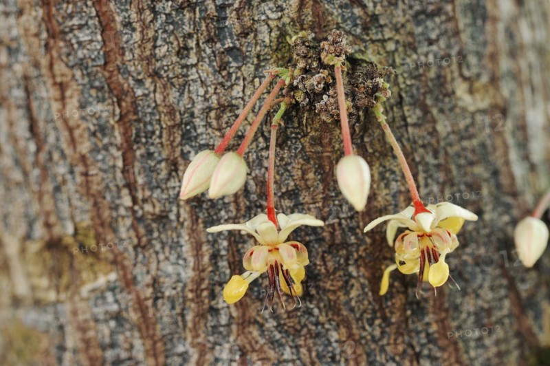 Cocoa tree (Theobroma cacao), flowers on the tree