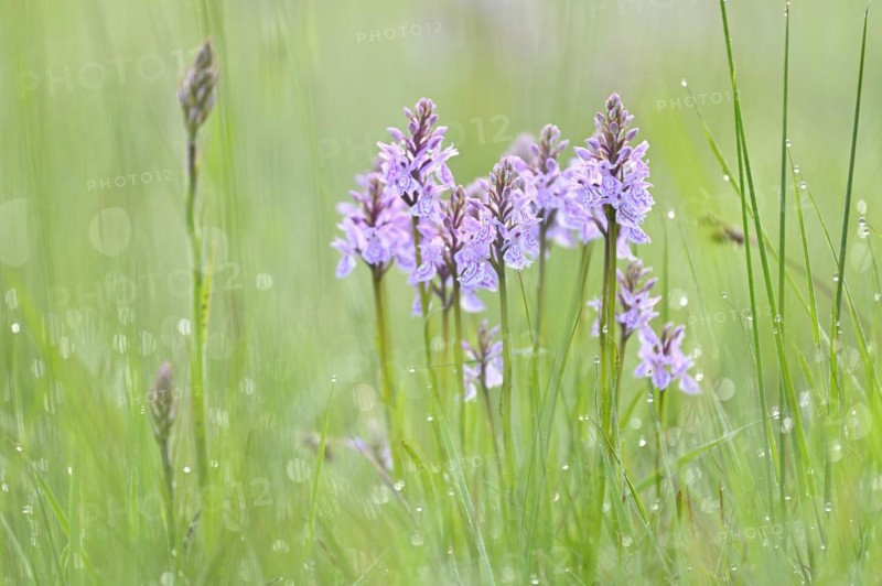 Moorland spotted orchid (Dactylorhiza maculata), flowering wild orchid, Lower Rhine, North Rhine-Westphalia, Germany, Europe