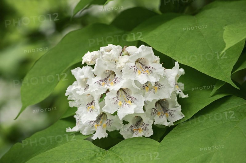 Common trumpet tree (Catalpa bignonioides, Catalpa syringifolia), flowers, ornamental tree, North Rhine-Westphalia, Germany, Europe