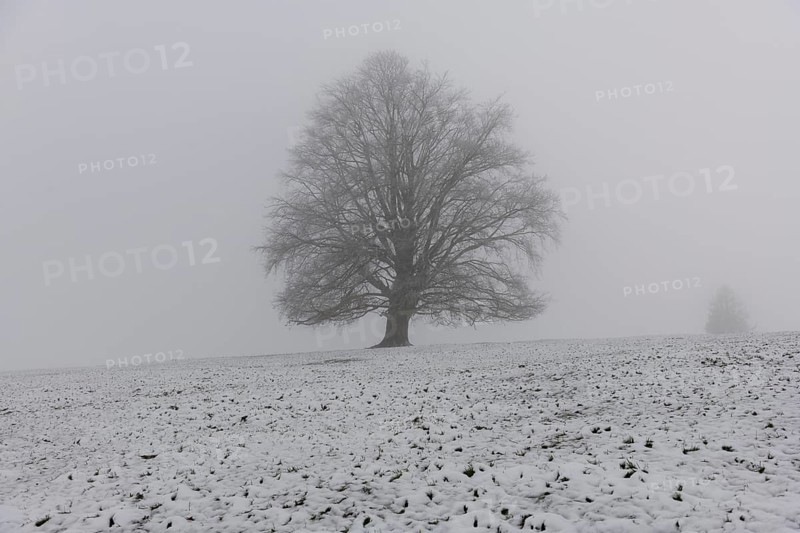 A large tree on a snow-covered field in dense fog, Rieden am Forggensee, Ostallgäu, Allgäu, Swabia, Bavaria, Germany, Europe