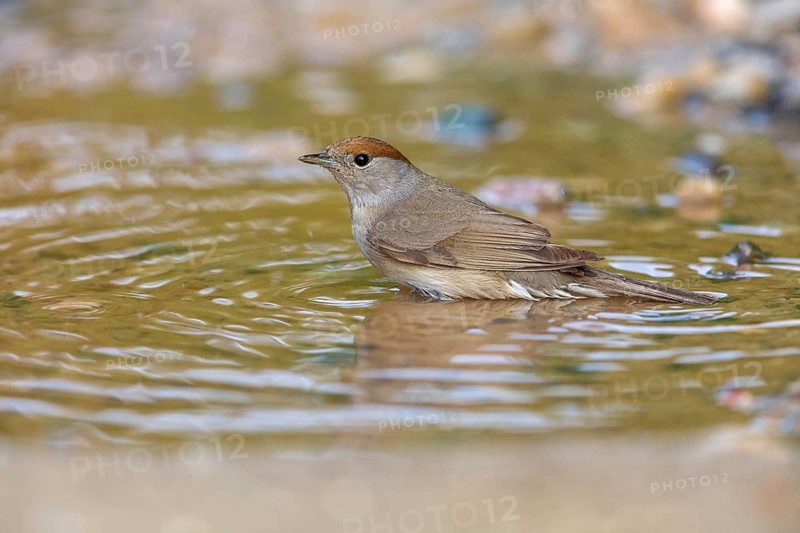 Blackcap, Sylvia atricapilla, Fauvette à tête noire, Curruca Capirotada Lesbos, Greece, Europe