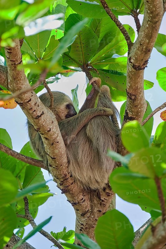 Two-fingered sloth (Choloepus didactylus) Costa Rica