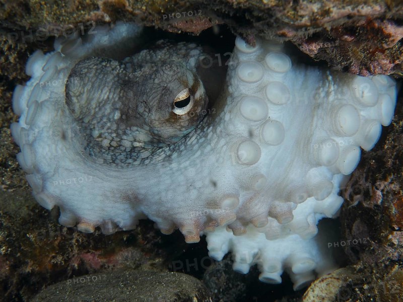 Octopus, Common Octopus (Octopus vulgaris), with tentacles hidden under rocks in the sea. The suction cups are clearly visible. Dive site Playa, Los Cristianos, Tenerife, Canary Islands, Spain, Europe