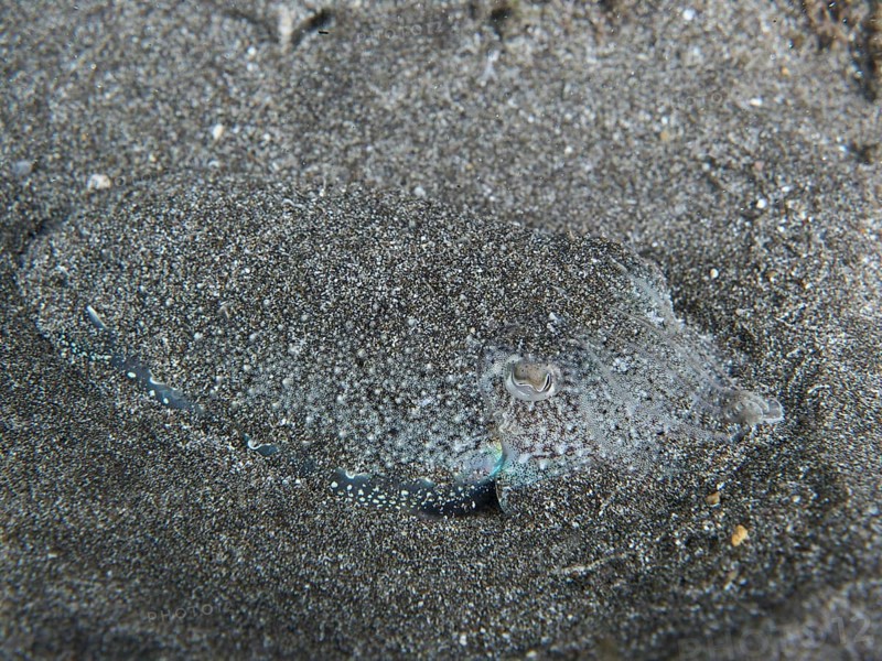 Juvenile Common cuttlefish (Sepia officinalis) inconspicuously hidden in the sandy seabed, Playa dive site, Los Cristianos, Tenerife, Canary Islands, Spain, Europe