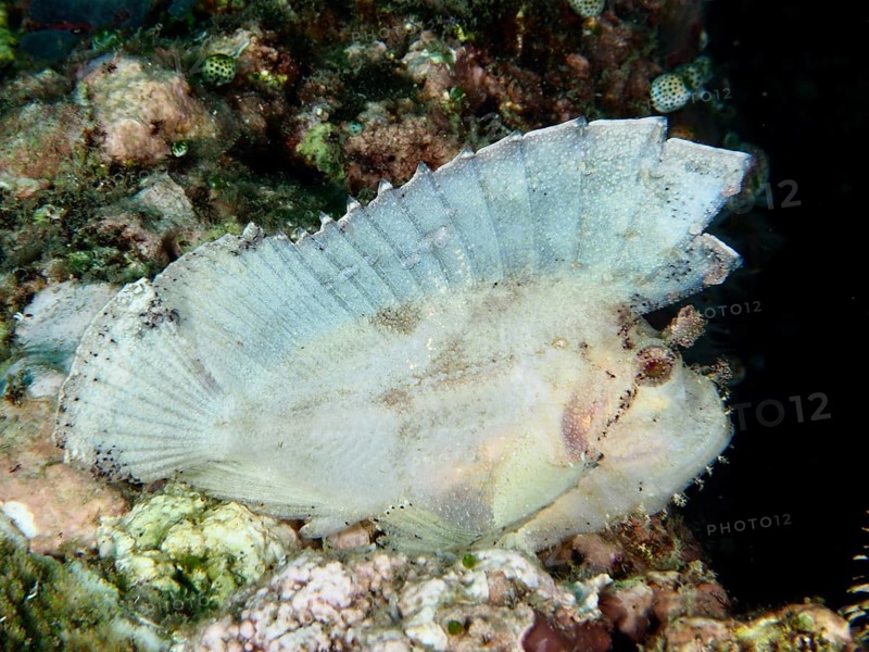 White rocking fish (Taenianotus triacanthus), lying flat on the reef, dive site Pidada, Penyapangan, Bali, Indonesia, dive site Pidada, Penyapangan, Bali, Indonesia, Asia