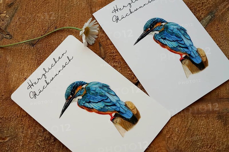 Congratulations cards Congratulations with a kingfisher, painted with coloured pencils, cards as product photo for sale on Etsy, decorated on a tree disc, between the cards is a daisy