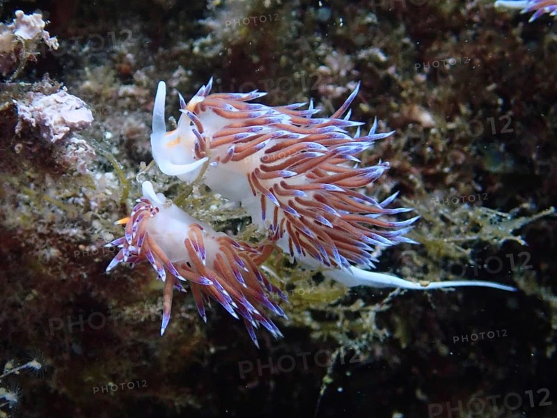 Two bright purple nudibranchs, travelling thread snail (Cratena peregrina), on algae, dive site Cap de Creus Marine Reserve, Rosas, Costa Brava, Spain, Mediterranean Sea, Europe