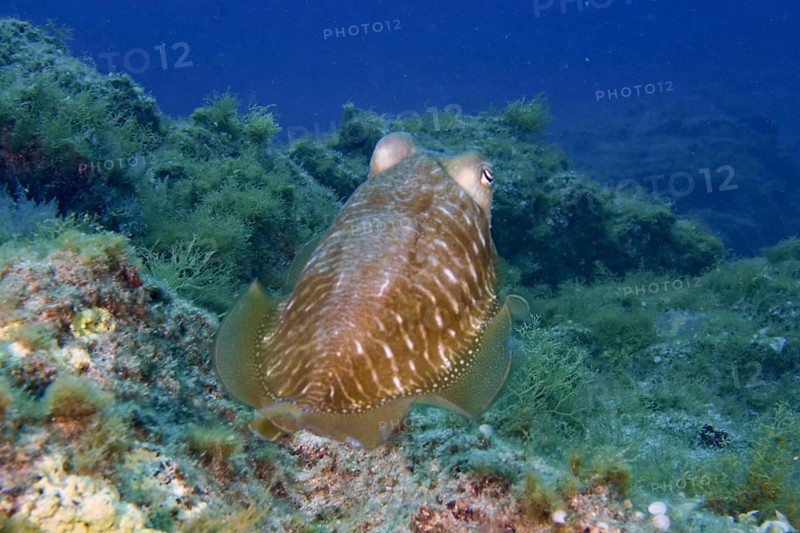 Common cuttlefish (Sepia officinalis) with green surroundings in the underwater world, dive site Cueva del Tiburon, Las Galletas, Tenerife, Canary Islands, Spain, Europe