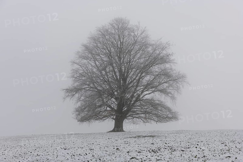 A single branched tree on a snowy surface in the fog, Rieden am Forggensee, Ostallgäu, Allgäu, Swabia, Bavaria, Germany, Europe