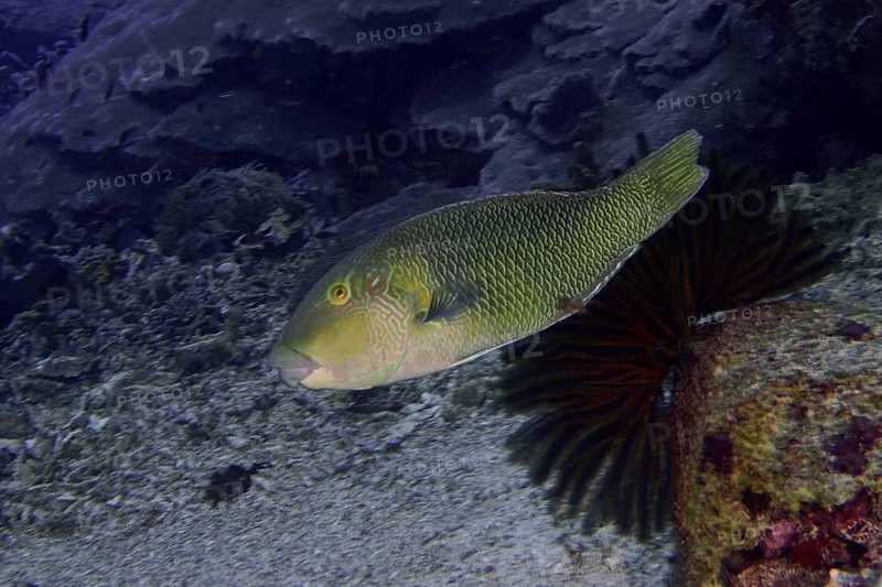 Green fish, black-eyed fathead minnow (Hemigymnus melapterus), swimming along a coral reef on the seabed, dive site SD, Nusa Ceningan, Nusa Penida, Bali, Indonesia, Asia
