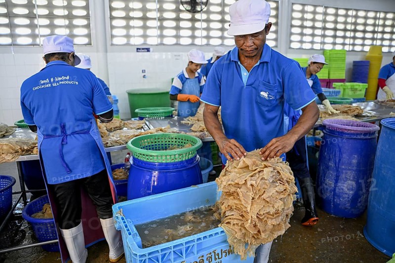 Employees of the company Chockdee Sea Products prepare dried jellyfish for export, Min Buri, near Bangkok, Thailand, Asia