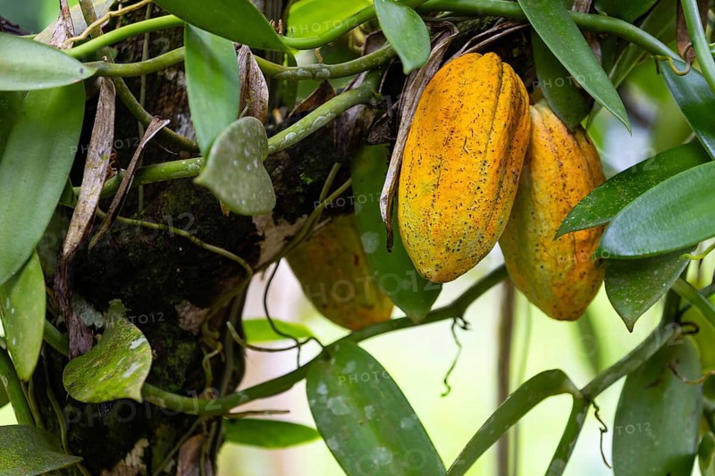Cocoa fruit on a tree, cocoa (Theobroma cacao), Costa Rica, Central America