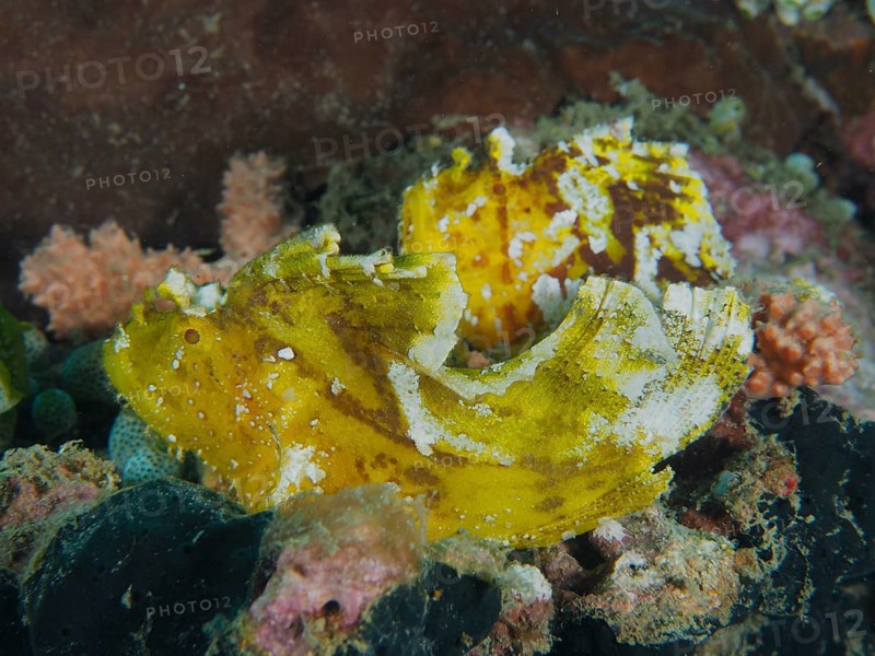 Yellow rocking fish (Taenianotus triacanthus) sits camouflaged in the colourful coral reef, dive site Pidada, Penyapangan, Bali, Indonesia, dive site Pidada, Penyapangan, Bali, Indonesia, Asia