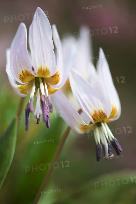 Dog's Fawn Lily (Erythronium dens-canis), Emsland, Lower Saxony, Germany, Europe