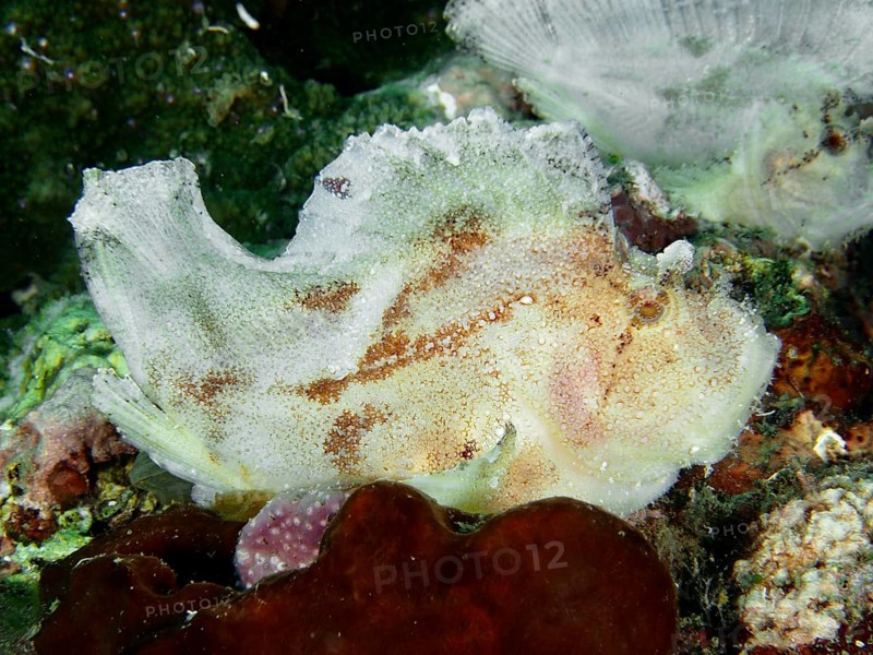 White rocking fish (Taenianotus triacanthus) sitting on the seabed, dive site Pidada, Penyapangan, Bali, Indonesia, dive site Pidada, Penyapangan, Bali, Indonesia, Asia