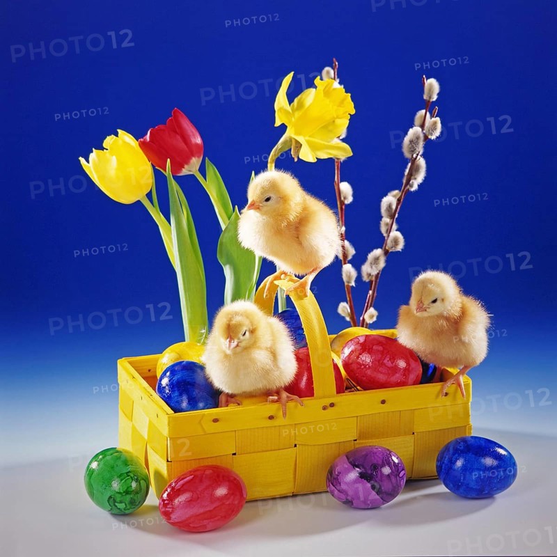 Three chickens, chicks, symbol photo, Easter, Easter decoration, Easter basket, Easter eggs, animals, chicken birds, animal children. Studio photo, Lower Saxony, Federal Republic of Germany