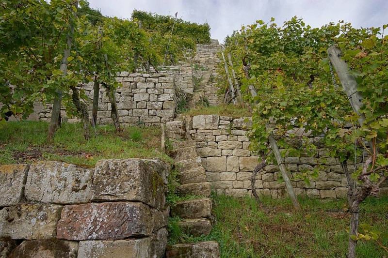 Terraced steep vineyards in the Neckar valley near Lauffen, viticulture, Württemberger Wein, Neckar, Baden-Württemberg, Germany, Europe