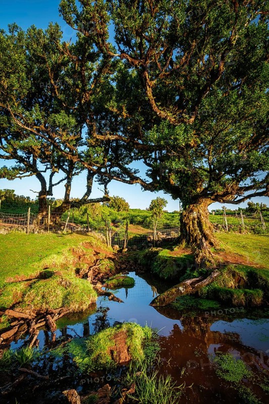 Centuries-old til trees in fantastic magical idyllic Fanal Laurisilva forest on sunset. Madeira island, Portugal, Europe