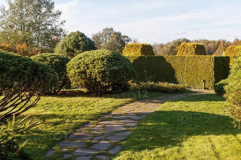 Cottage garden with green lawn, trees, hedges, trimmed bushes and large mountain pines. Modern landscape design