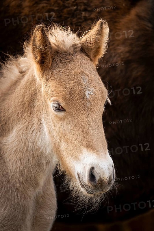 Portrait of a light brown foal of the Icelandic horse breed. The colour is isabella, the white area around the mouth is called mealy muzzle or milk mouth