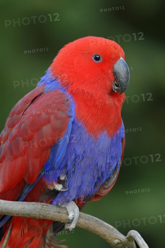 New Guinea noble parrot (Eclectus polychloros, Eclectus roratus polychloros), female, captive, occurring on New Guinea