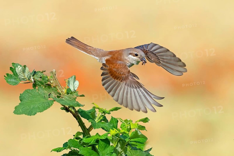 Red-backed shrike (Lanius collurio), female, flight photo with prey, Hockenheim, Baden-Württemberg, Germany, Europe
