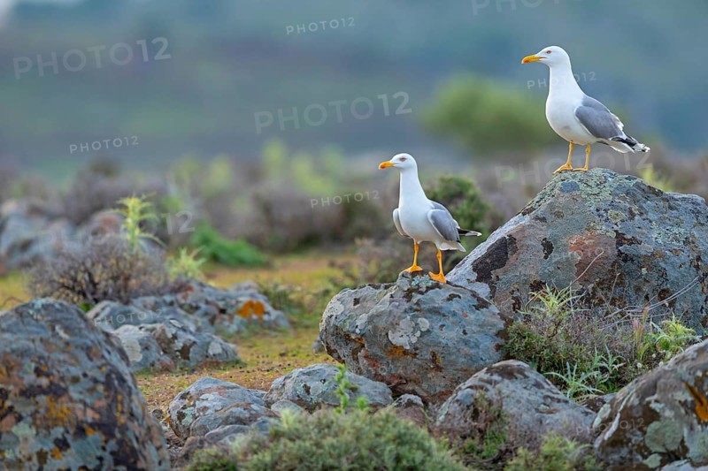 Yellow-legged gull (Larus michahellis), Hides De Calera / Steppe Raptors, Calera Y Chozas, Castilla La Mancha / Toledo, Spain, Europe