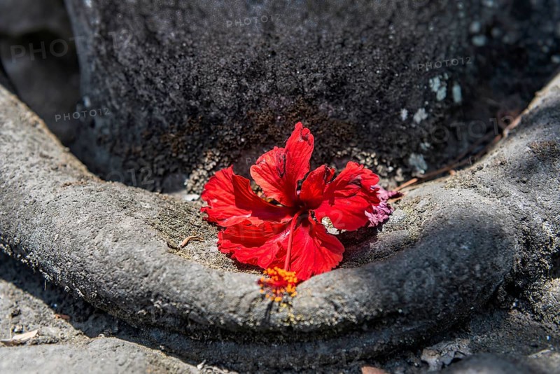 Praying hands decorated with red flower, praying, Hinduism, faith, peace, peaceful, temple, temple figure, Bali