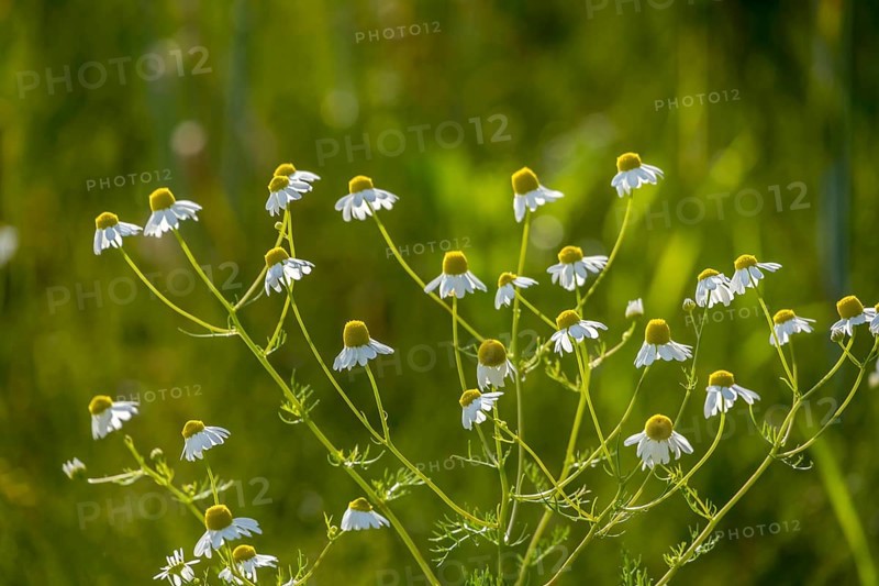 Flowering camomile, Münsterland, North Rhine-Westphalia, Germany, Europe