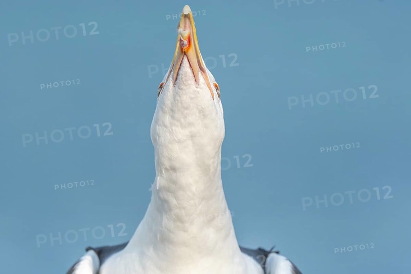 Lesser Black-backed Gull (Larus fuscus) calling in a port on the Atlantic coast. Camaret, Crozon, Finistere, Brittany, France, Europe