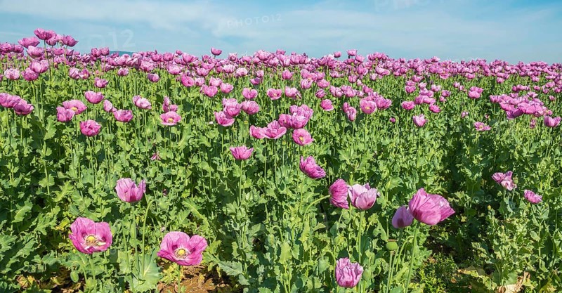 Opium poppy (Papaver somniferum), cultivation of edible poppy, poppy field, Donnersbergkreis, Palatinate, Rhineland-Palatinate