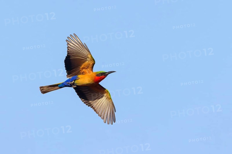 Red-throated Bee-eater, (Merops bulocki), flight photo, Bansang quarry, Bansang, South Bank, Gambia, Africa