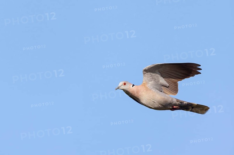 Mourning collared dove (Streptopelia decipiens), Lamin rice fields, Abuko, South Bank, Gambia, Africa