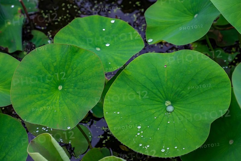 Green water lily pads with water droplets in the pond, creating a natural and calming atmosphere, North Rhine-Westphalia, Germany, Europe