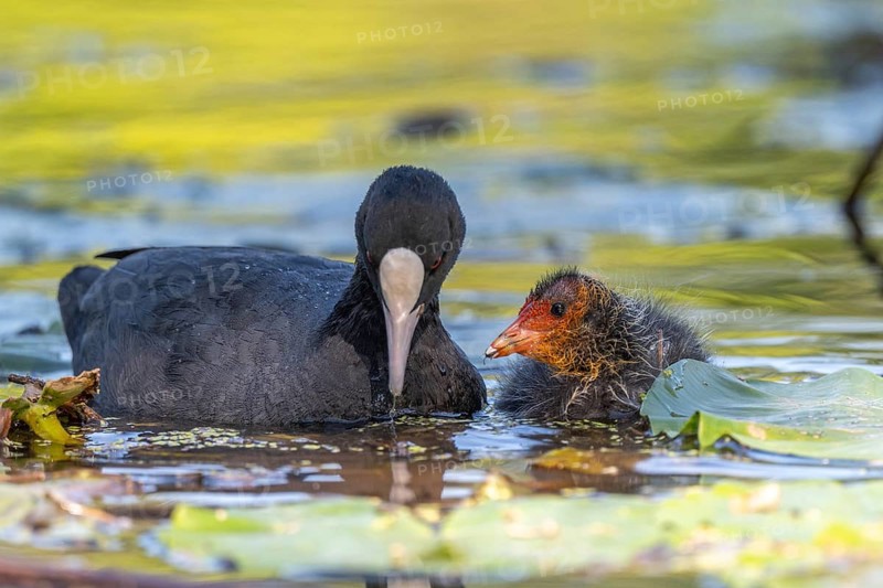 Eurasian burbot (Fulica atra) feeding its chicks. Bas Rhin, Alsace, France, Europe