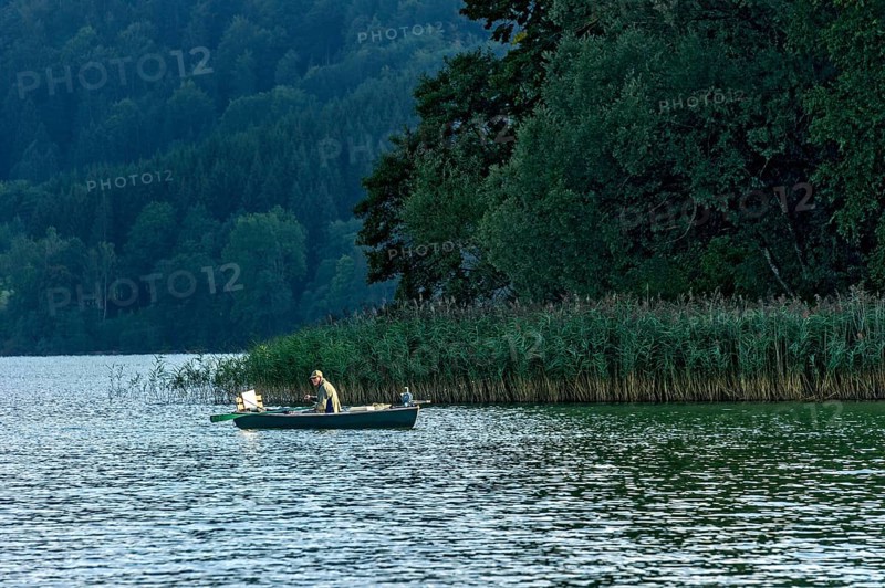 Single angler in rowing boat on the shore with common reed (Phragmites australis), Schliersee, Upper Bavaria, Bavaria, Germany, Europe