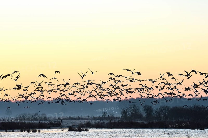 White-fronted goose (Anser albifrons), geese take off from the roost, departure, in front of sunrise, Dingdener Heide nature reserve, North Rhine-Westphalia, Germany, Europe